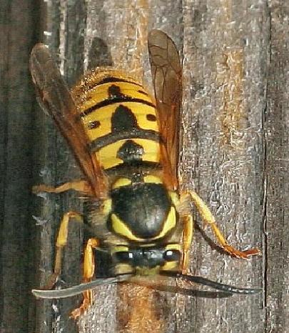 wasp_pictures_1